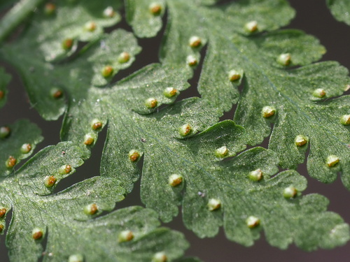 Limpleaf fern (Microlepia speluncae)