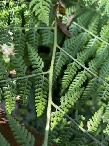 Limpleaf fern (Microlepia speluncae)