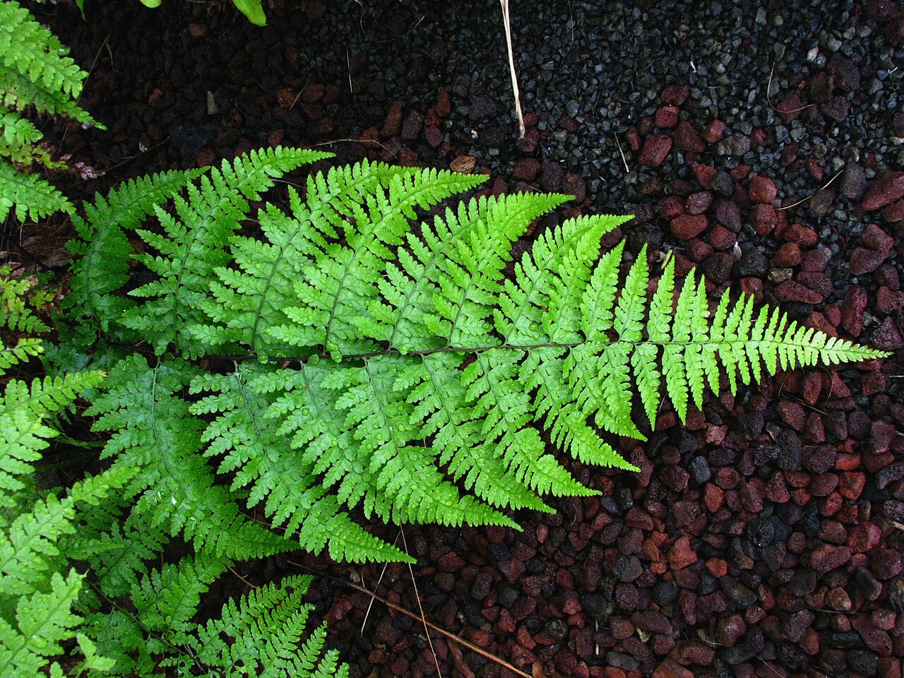 Limpleaf fern: Limpleaf fern Dennstaedtiaceae Indigenous to the Hawaiian Islands Oʻahu (Cultivated) nativeplants.hawaii.edu/plant/view/Microlepia_speluncae