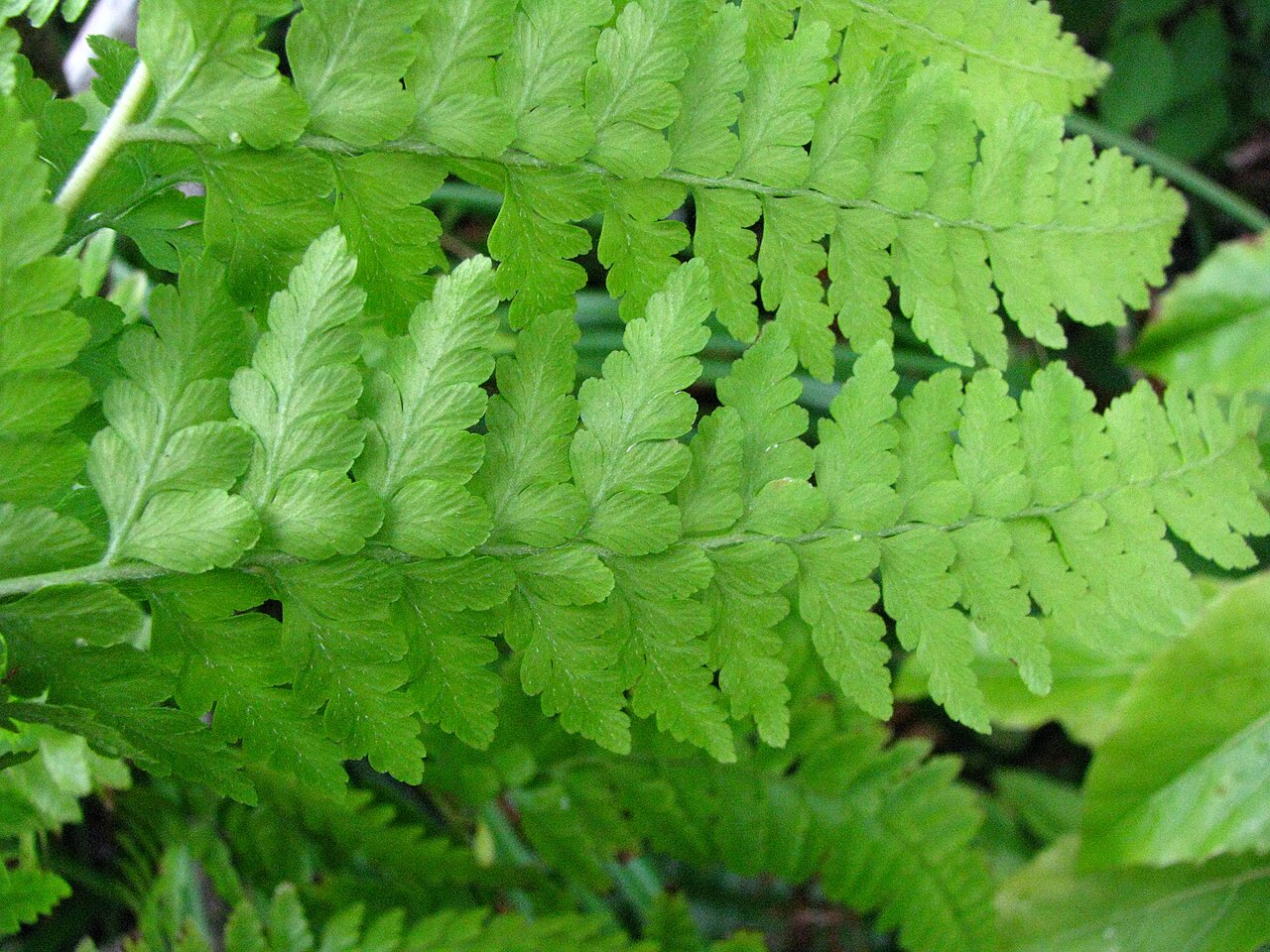 Limpleaf fern: Limpleaf fern Dennstaedtiaceae Indigenous to the Hawaiian Islands Oʻahu (Cultivated) nativeplants.hawaii.edu/plant/view/Microlepia_speluncae