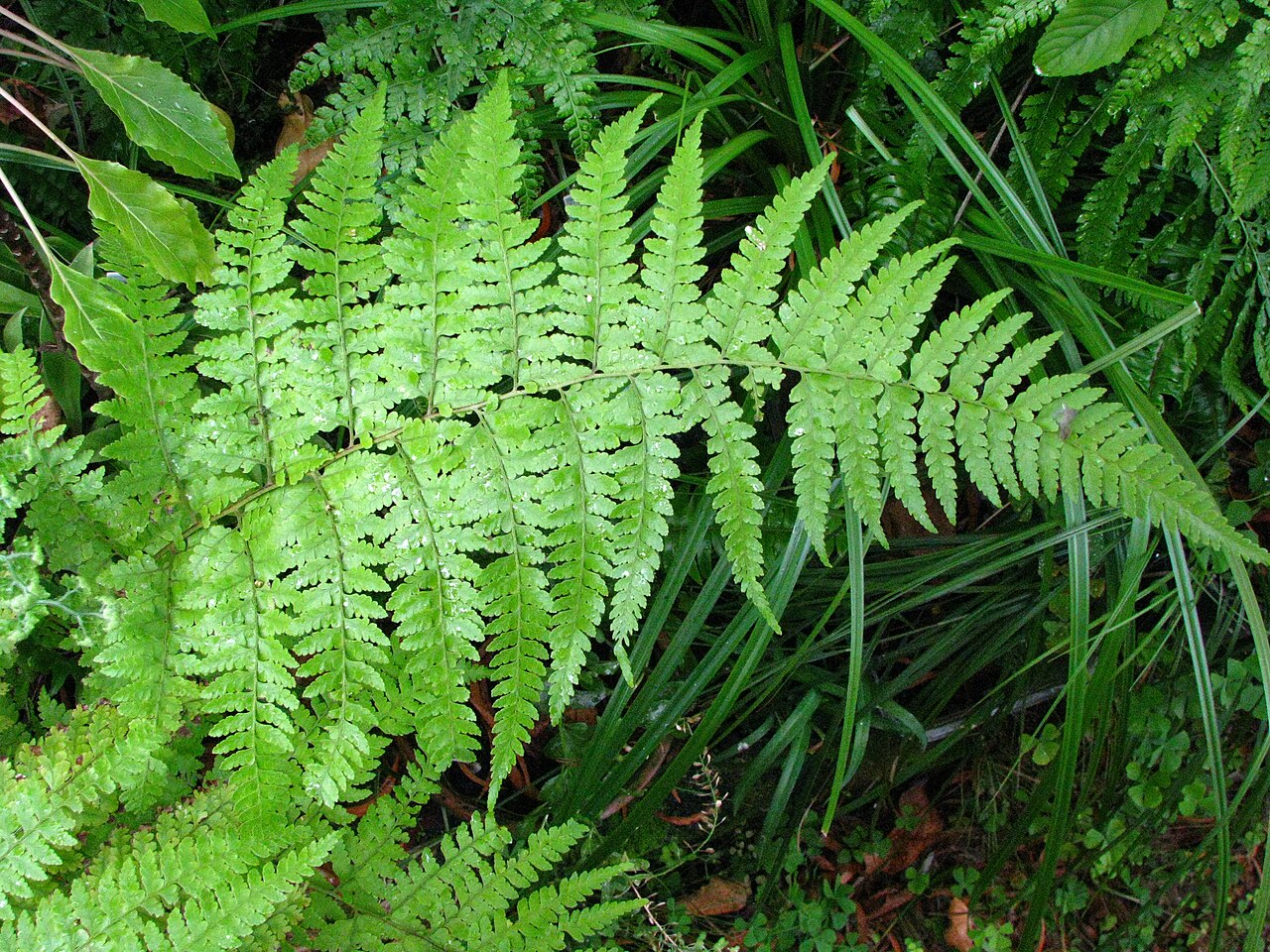 Limpleaf fern: Limpleaf fern Dennstaedtiaceae Indigenous to the Hawaiian Islands Oʻahu (Cultivated) nativeplants.hawaii.edu/plant/view/Microlepia_speluncae