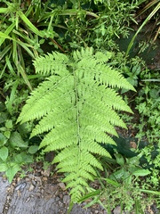 Limpleaf fern (Microlepia speluncae)