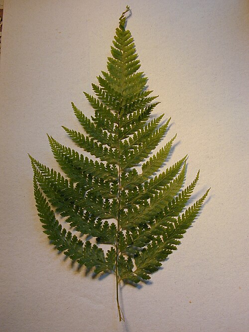 Palapalai: Microlepia strigosa (frond). Location: Maui, Makawao Forest Reserve