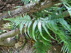 Palapalai (Microlepia strigosa)