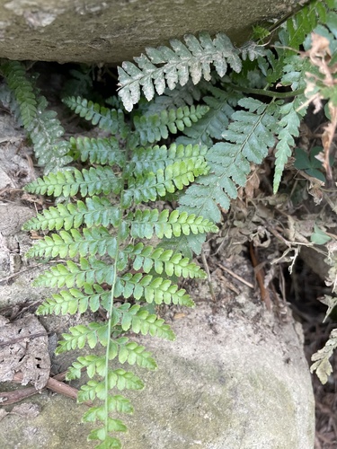 Palapalai (Microlepia strigosa)