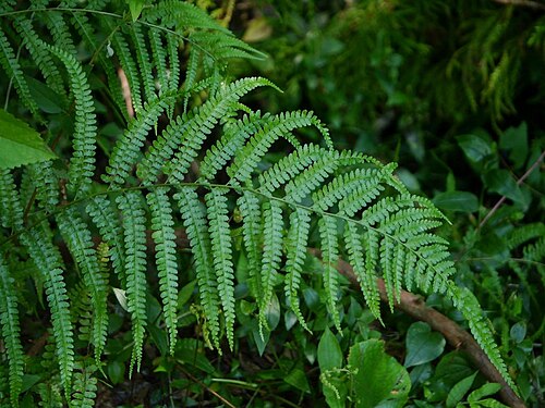 Palapalai: Microlepia strigosa:イシカグマ 2015/07/20 和歌山県すさみ町;Susami Town, Wakayama Pref. Japan