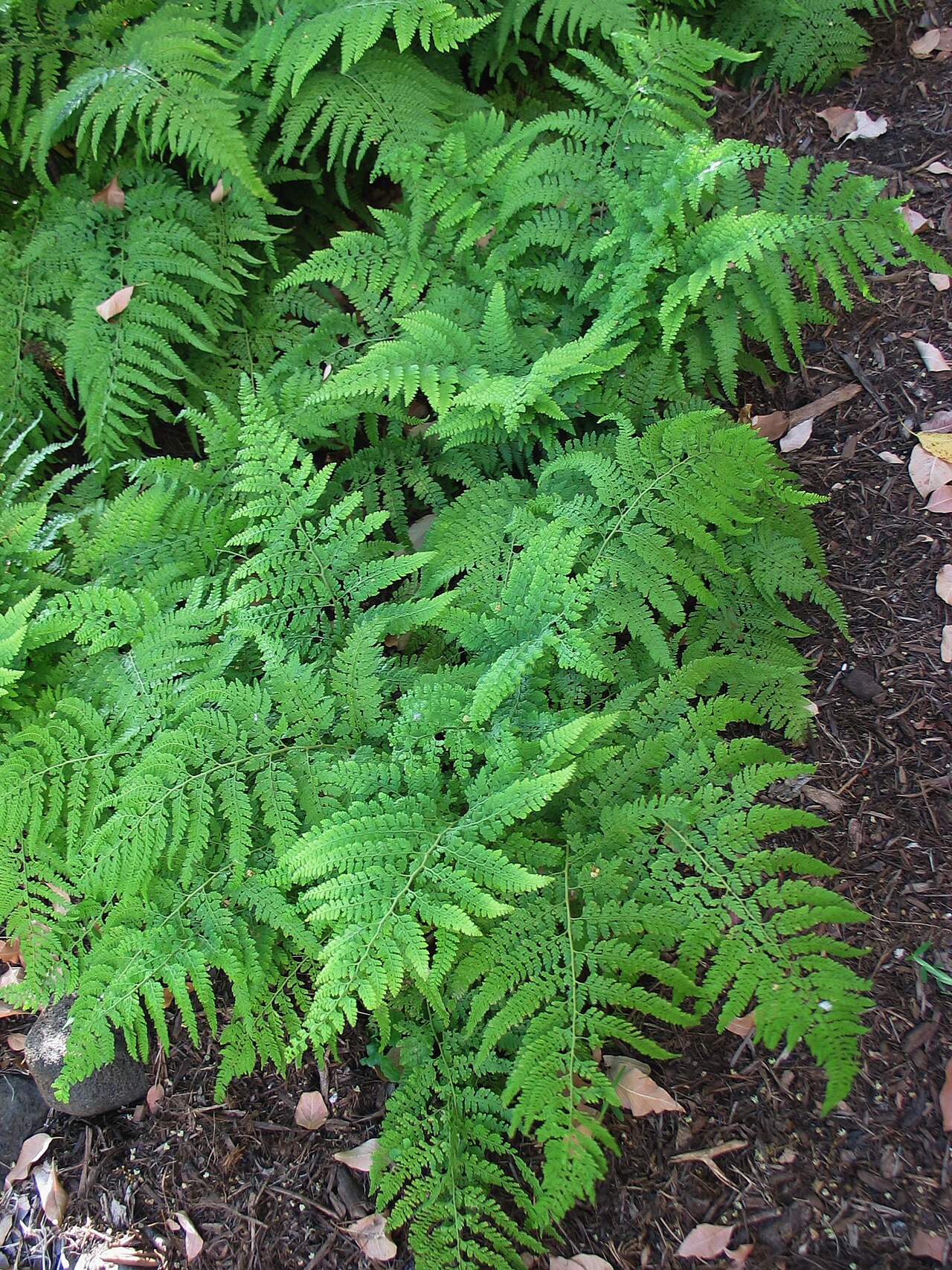 Palapalai: Palapalai or Hay-scented fern Dennstaedtiaceae Indigenous to the Hawaiian Islands Oʻahu (Cultivated) These nicely scented ferns were used by early Hawaiians as