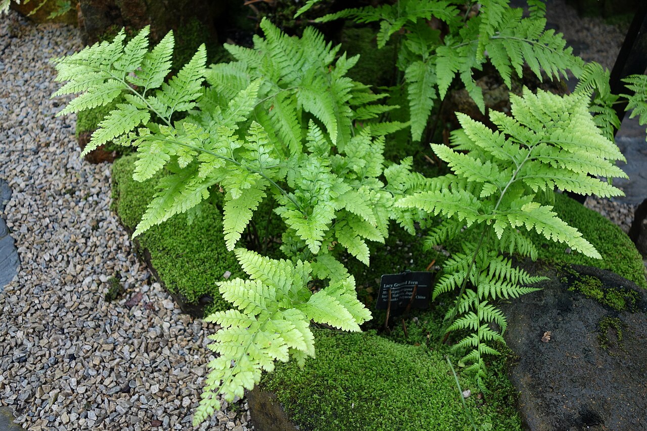 Palapalai: Botanical exhibit in the Fernery, Morris Arboretum.100 East Northwestern Avenue, Chestnut Hill, Philadelphia, Pennsylvania, USA.