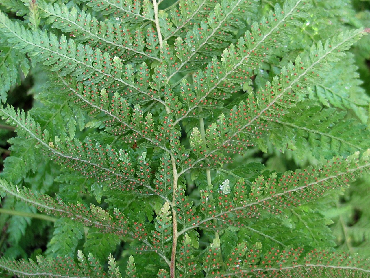 Palapalai: Palapalai or Hay-scented fern Dennstaedtiaceae Indigenous to the Hawaiian Islands Oʻahu (Cultivated) These nicely scented ferns were used by early Hawaiians as
