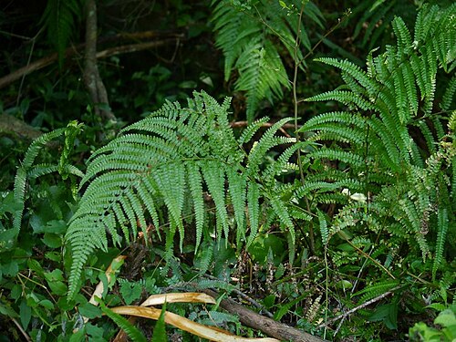 Palapalai: Microlepia strigosa:イシカグマ 2015/07/20 和歌山県すさみ町;Susami Town, Wakayama Pref. Japan