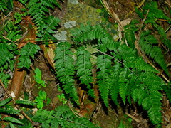 Microlepia tenera (Microlepia tenera)
