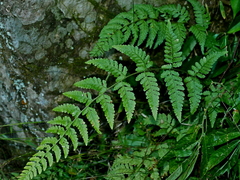 Microlepia tenera (Microlepia tenera)