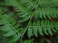 Microlepia tenera (Microlepia tenera)