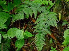 Microlepia tenera (Microlepia tenera)