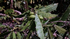 Micronychia tsiramiramy (Micronychia tsiramiramy)