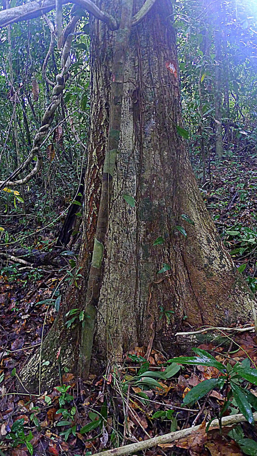 Micropholis crassipedicellata: Micropholis crassipedicellata in Mucuje, Bahia, Brazil