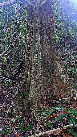 Micropholis crassipedicellata: Micropholis crassipedicellata in Mucuje, Bahia, Brazil