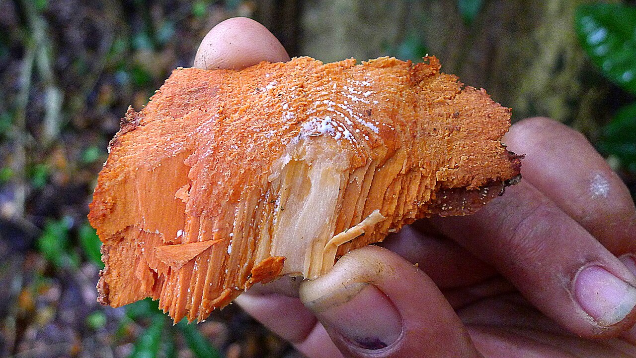 Micropholis crassipedicellata: Micropholis crassipedicellata Pierre