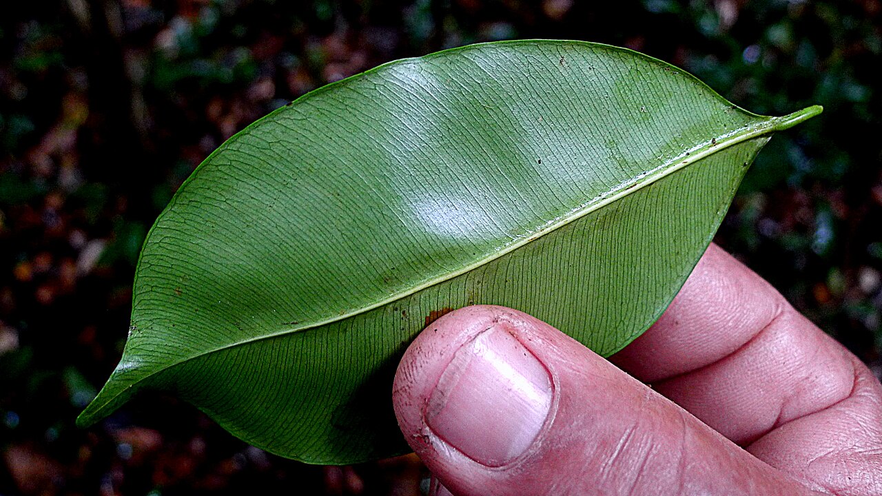 Micropholis crassipedicellata: Micropholis crassipedicellata Pierre