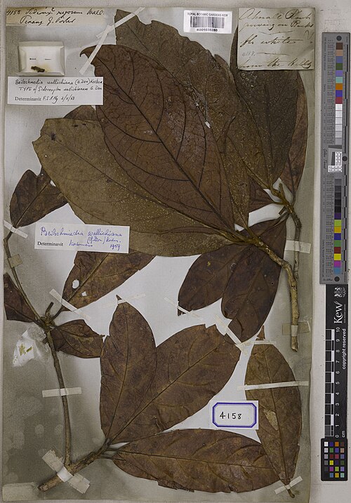 Micropholis rugosa: Micropholis rugosa (Sw.) Pierre K001038280