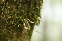 Micropolypodium okuboi (Micropolypodium okuboi)