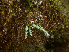 Micropolypodium okuboi (Micropolypodium okuboi)