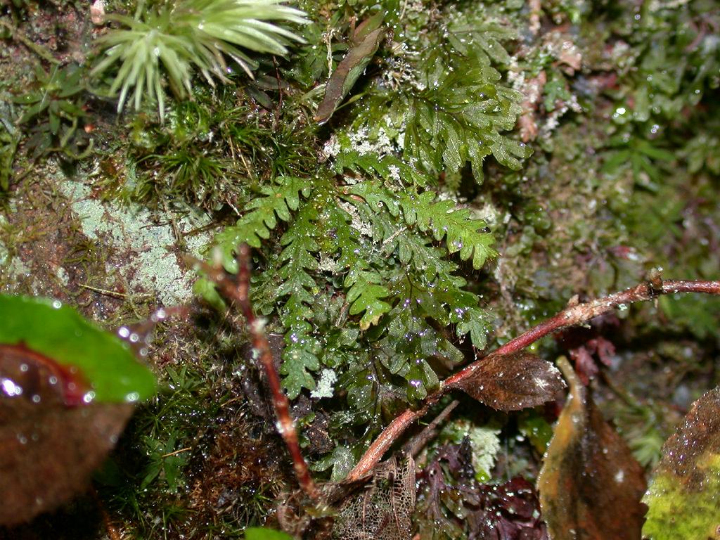 Micropolypodium okuboi: Micropolypodium okuboi:オオクウボシダ 2004/10/31 和歌山県田辺市:Tanabe City. Wakayama pref. Japan