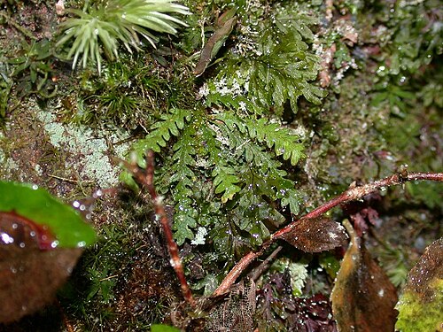 Micropolypodium okuboi: Micropolypodium okuboi:オオクウボシダ 2004/10/31 和歌山県田辺市:Tanabe City. Wakayama pref. Japan