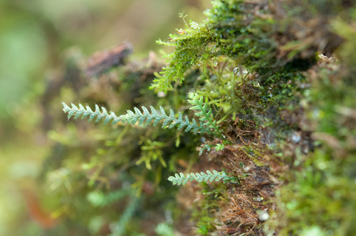 Micropolypodium okuboi (Micropolypodium okuboi)