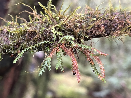 Micropolypodium okuboi (Micropolypodium okuboi)