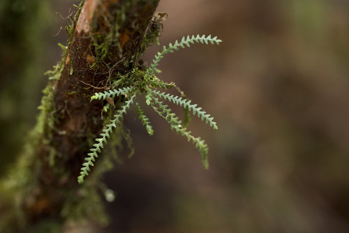 Micropolypodium okuboi (Micropolypodium okuboi)