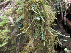 Micropolypodium okuboi (Micropolypodium okuboi)