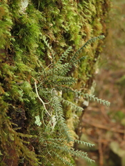 Micropolypodium okuboi (Micropolypodium okuboi)