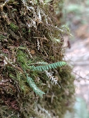 Micropolypodium okuboi (Micropolypodium okuboi)