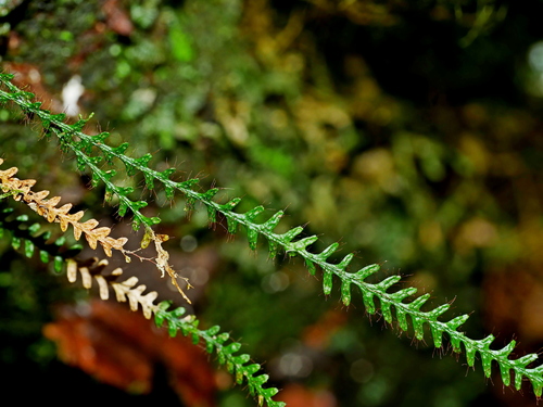 Micropolypodium okuboi (Micropolypodium okuboi)