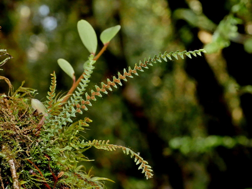Micropolypodium okuboi (Micropolypodium okuboi)