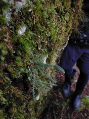 Micropolypodium okuboi (Micropolypodium okuboi)