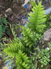 Microsorum commutatum (Microsorum commutatum)