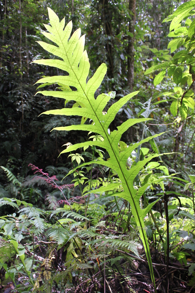 Microsorum commutatum (Microsorum commutatum)