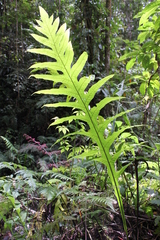 Microsorum commutatum (Microsorum commutatum)