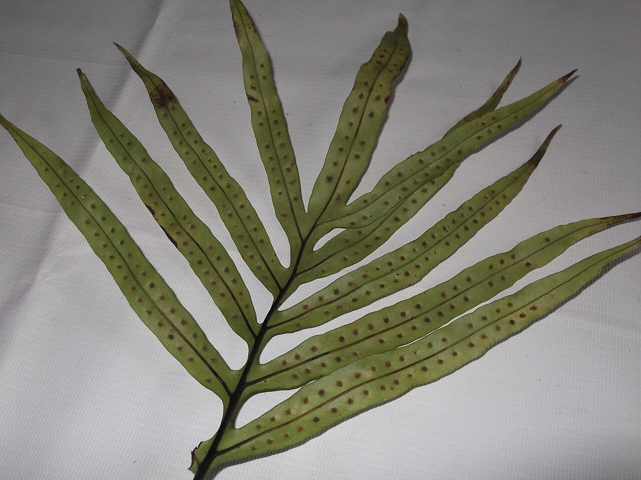 Microsorum cuspidatum: Fern-rhizomatus,pale green,leaves dark green.