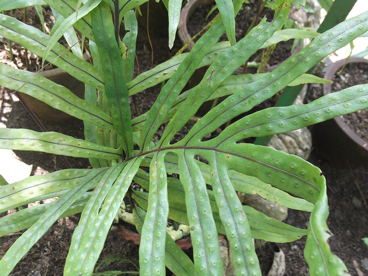 Microsorum cuspidatum: Fern-rhizomatus,pale green,leaves dark green.