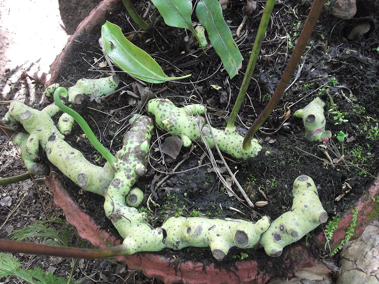 Microsorum cuspidatum: Fern-rhizomatus,pale green,leaves dark green.