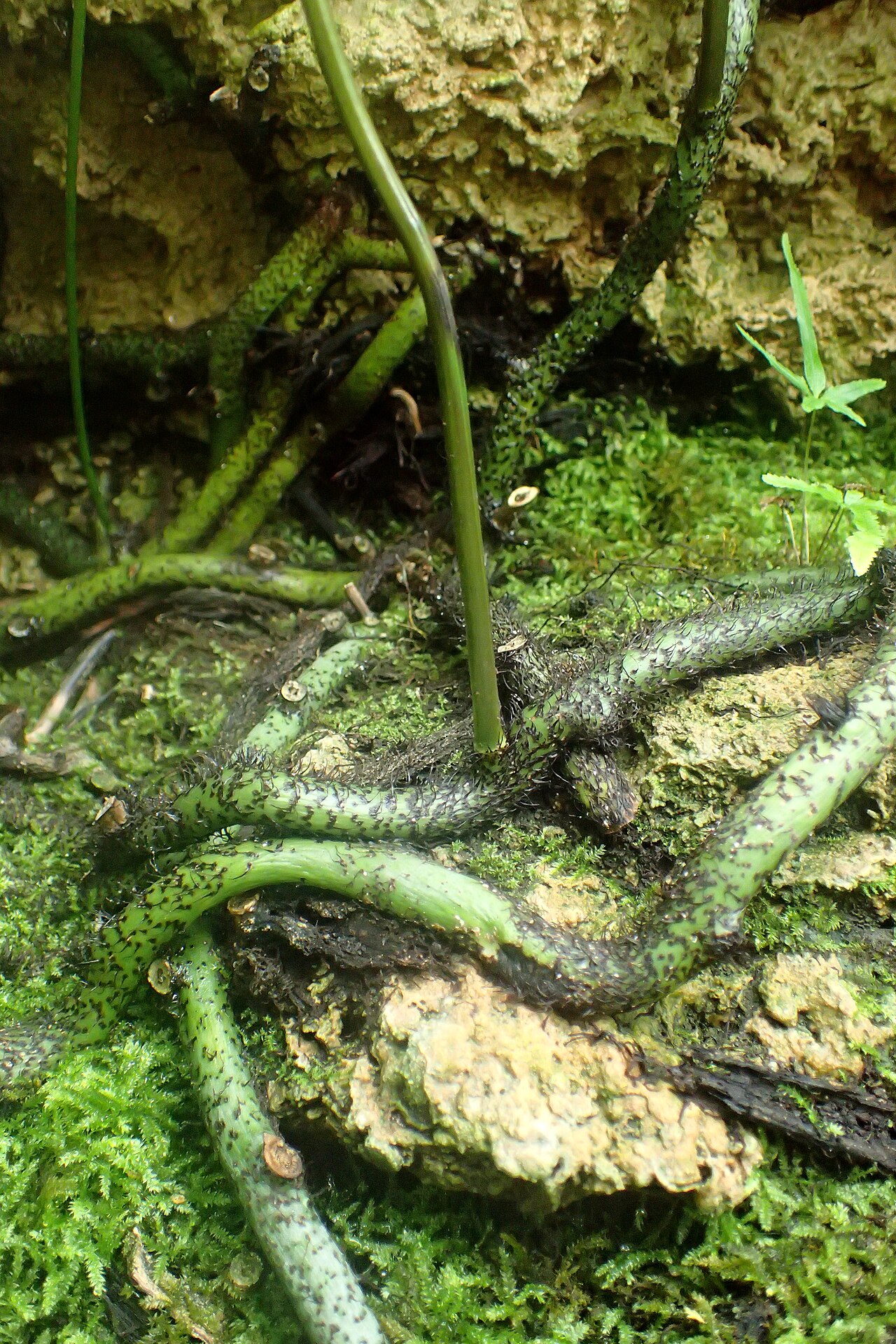 Musk fern: Microsorum grossum at Garfield Park Conservatory, Illinois