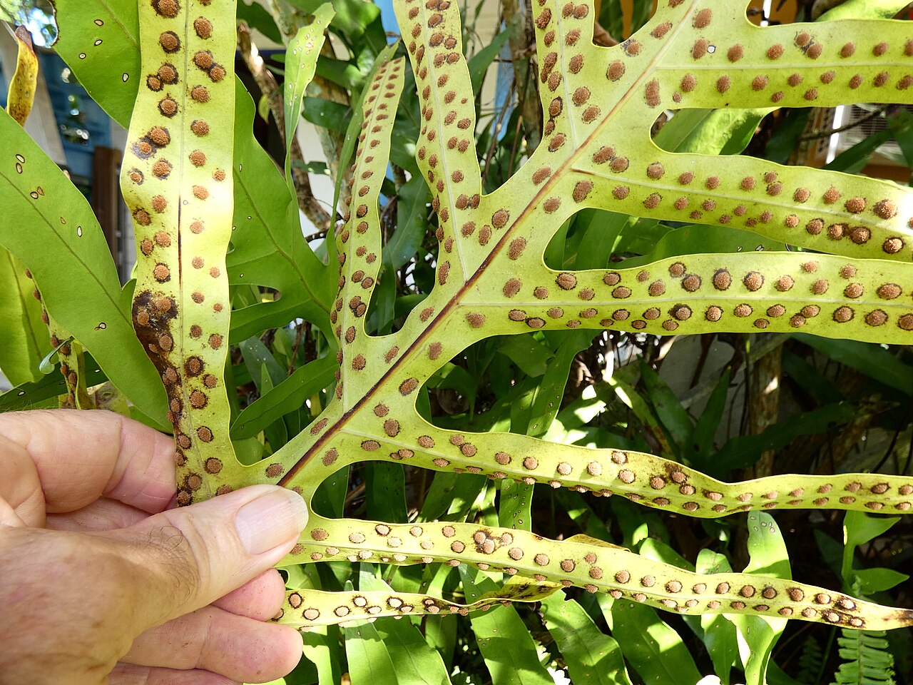 Musk fern: Microsorum grossum showing sori in suburban Cairns, Queensland