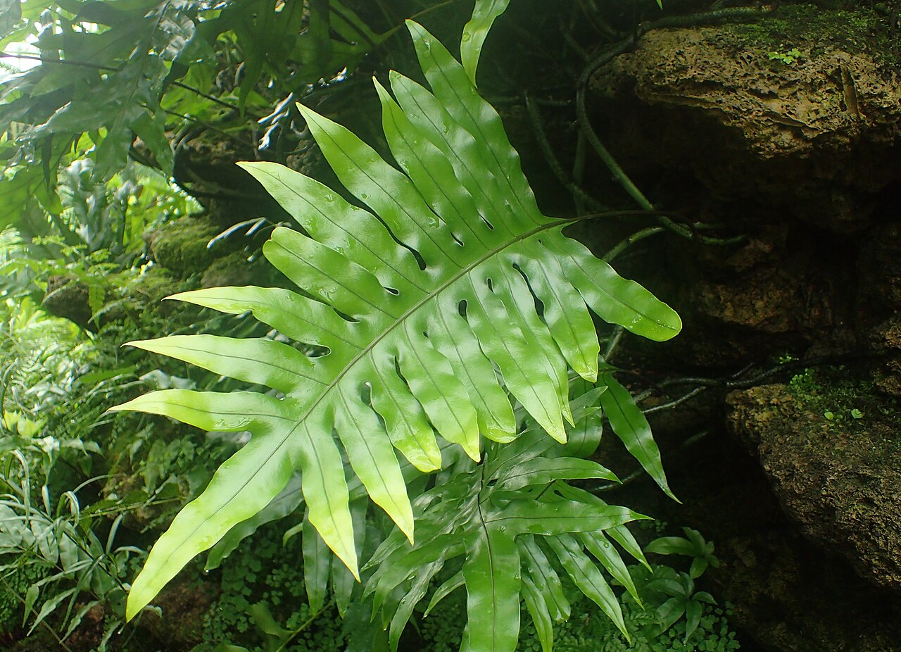 Musk fern: Microsorum grossum at Garfield Park Conservatory, Illinois