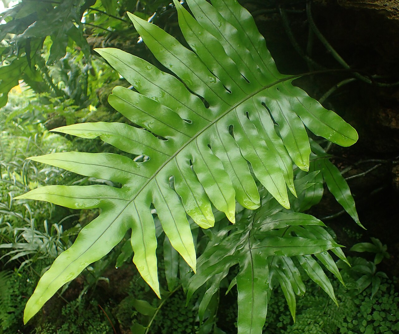 Musk fern: Microsorum grossum at Garfield Park Conservatory, Illinois