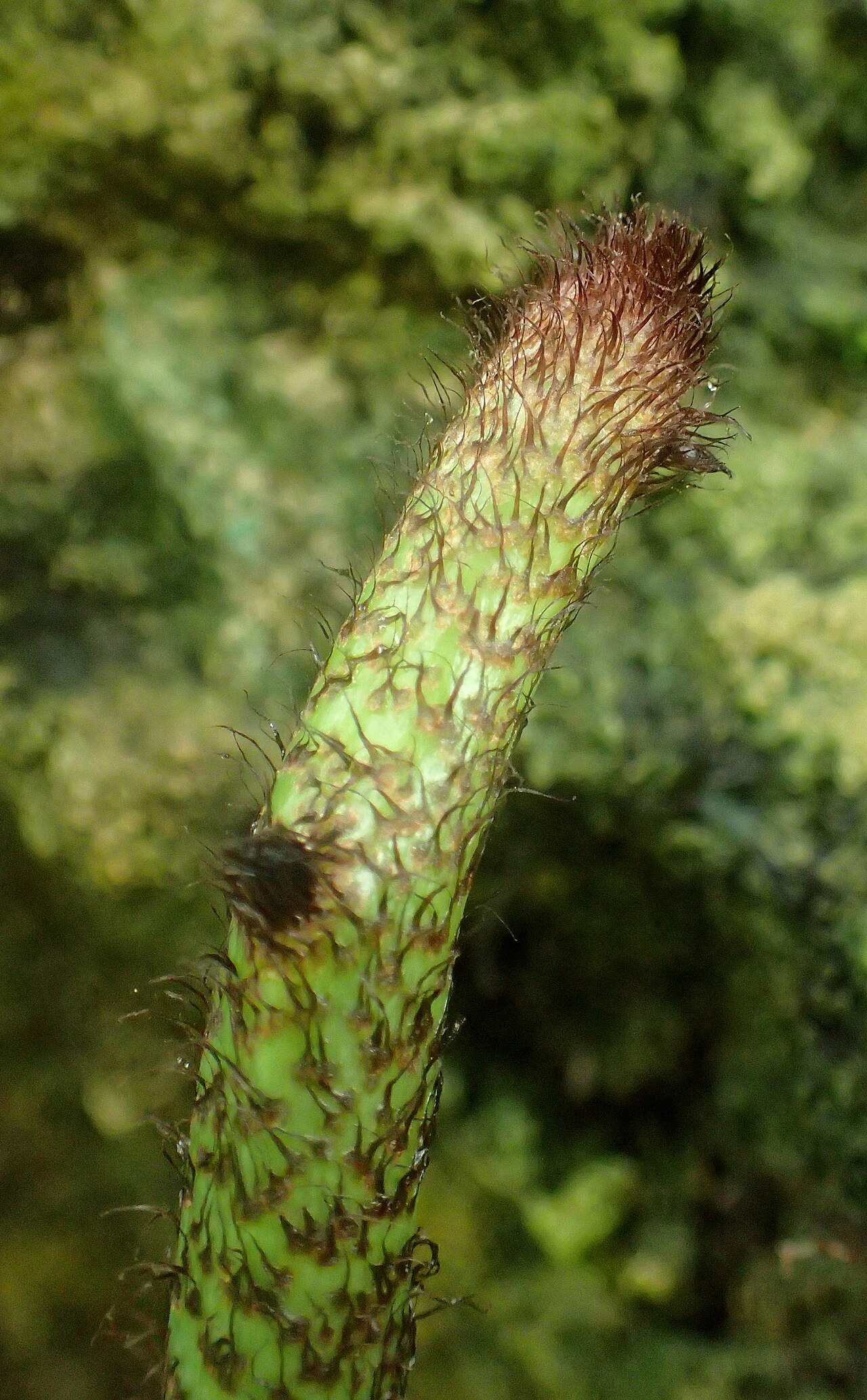 Musk fern: Microsorum grossum at Garfield Park Conservatory, Illinois
