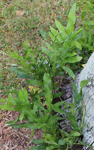 Musk fern: Microsorum grossum in Darwin, Australia