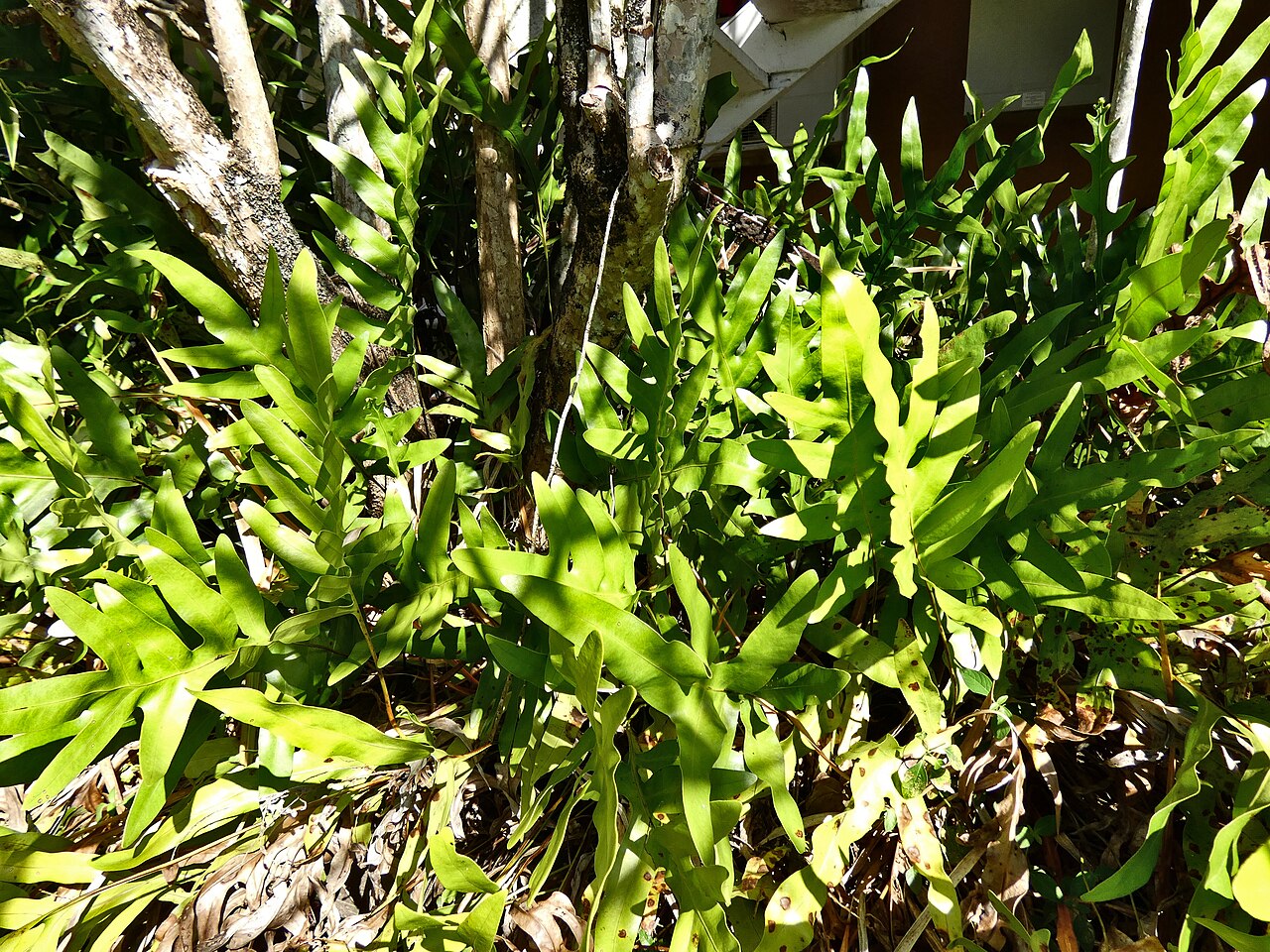 Musk fern: Microsorum grossum in suburban Cairns, Queensland